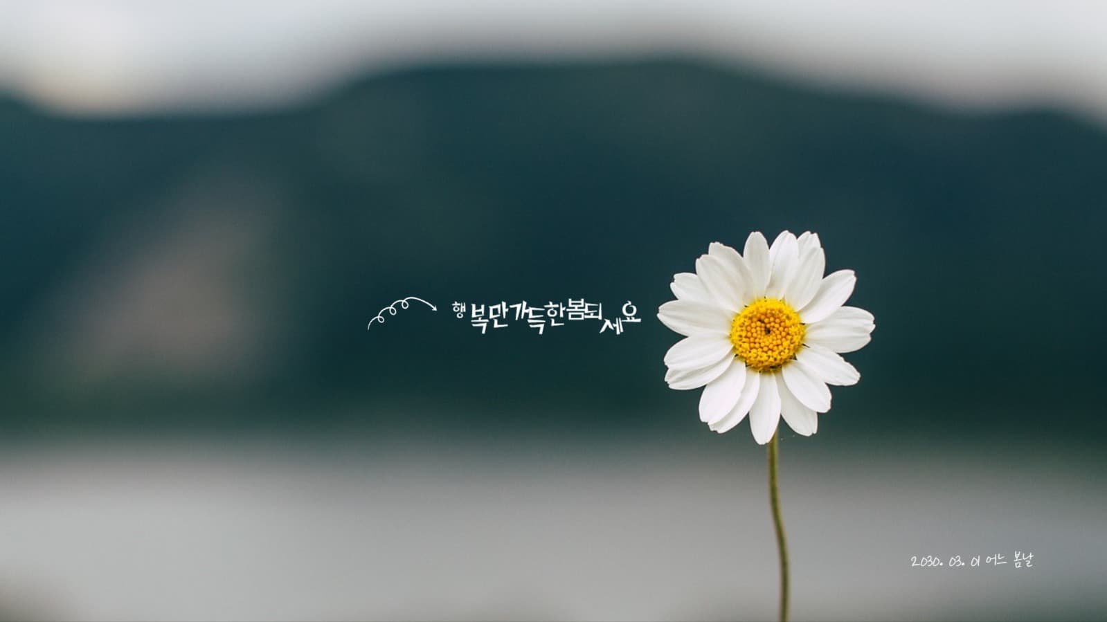 심플한 노란 봄꽃 컴퓨터 배경화면