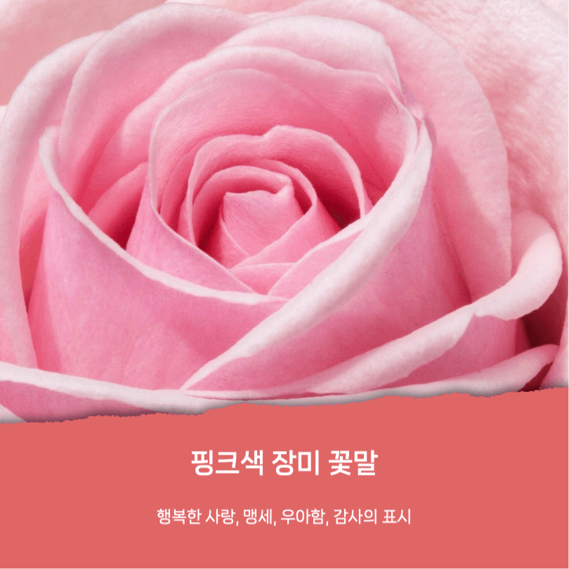로즈데이 유래와 장미꽃 꽃말 카드뉴스