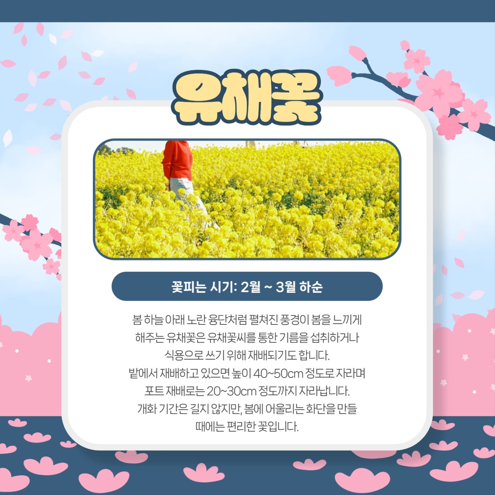 봄꽃 모음