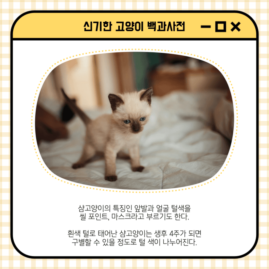 샴고양이 신기한 고양이 백과사전