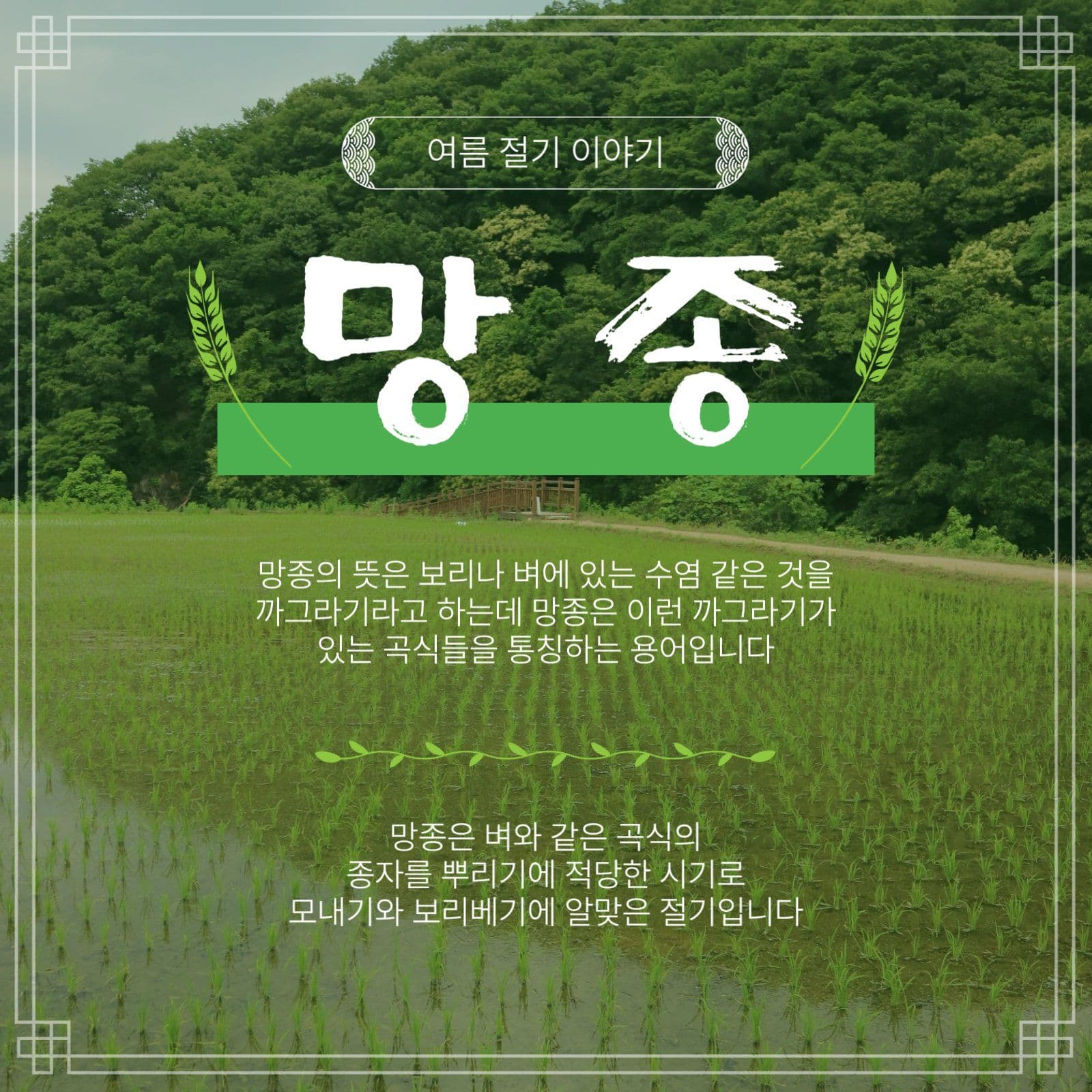 여름절기망종