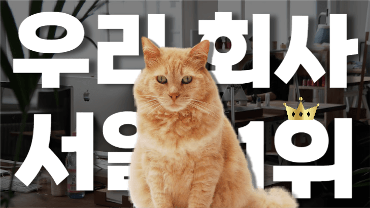 우리 회사 냥이를 소개합니다