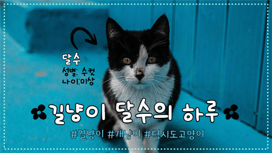 유튜브 썸네일 _ 길냥이 달수