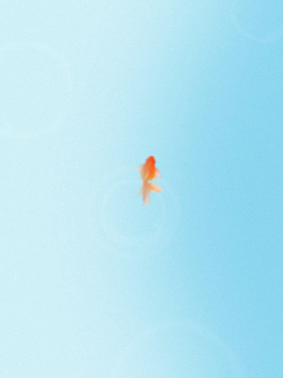 몽환적인 금붕어 감성 배경화면