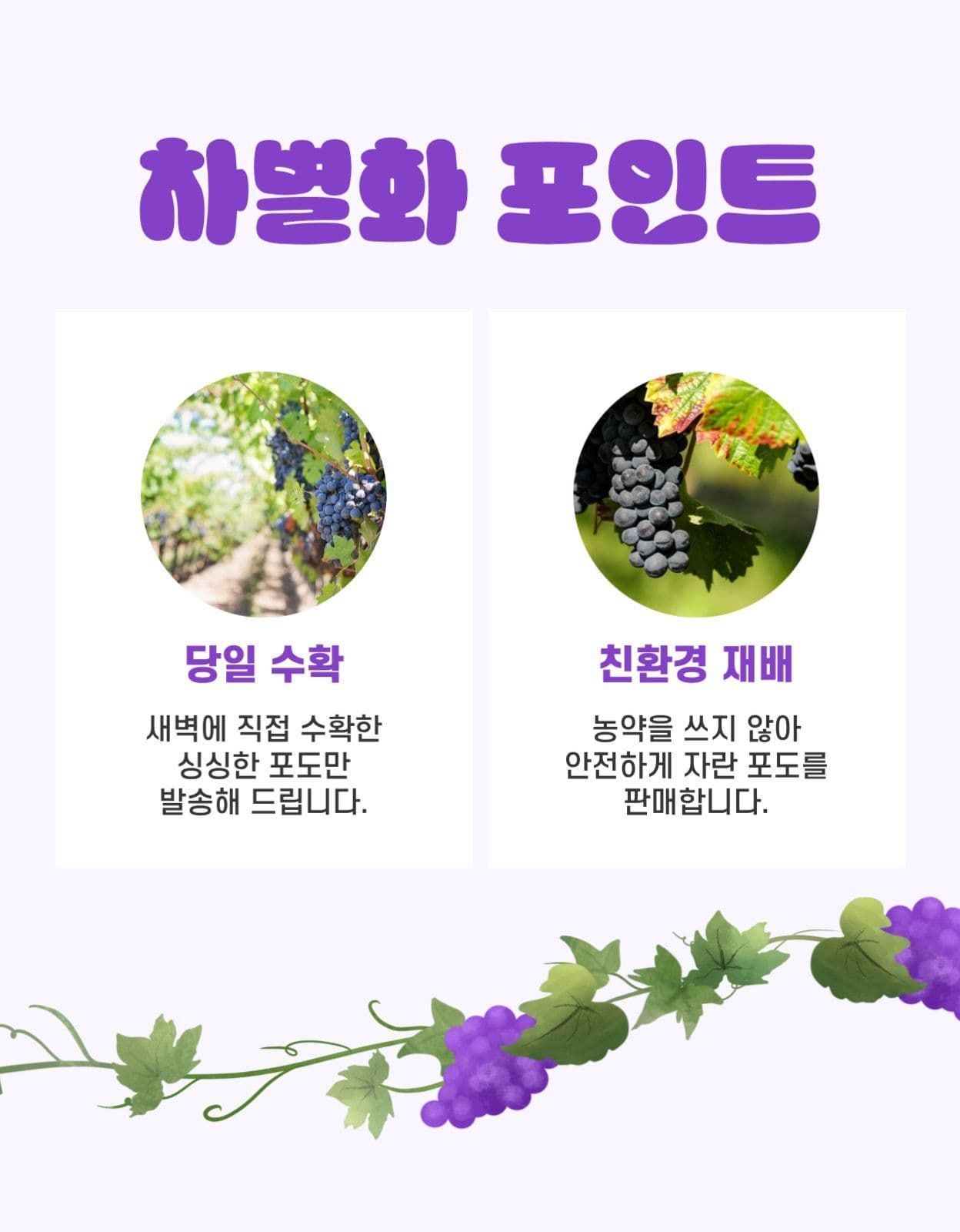 툴디 포도 상세페이지
