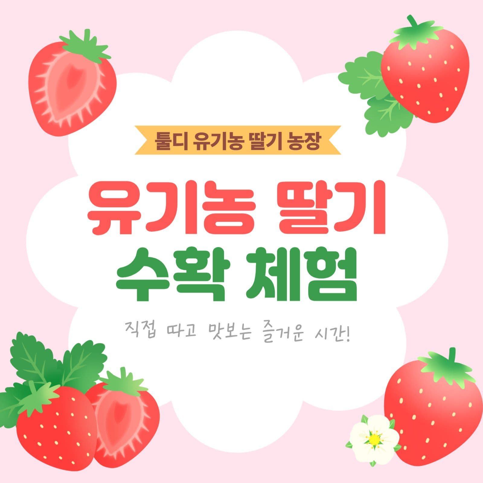 툴디 유기농 딸기 농장 체험 