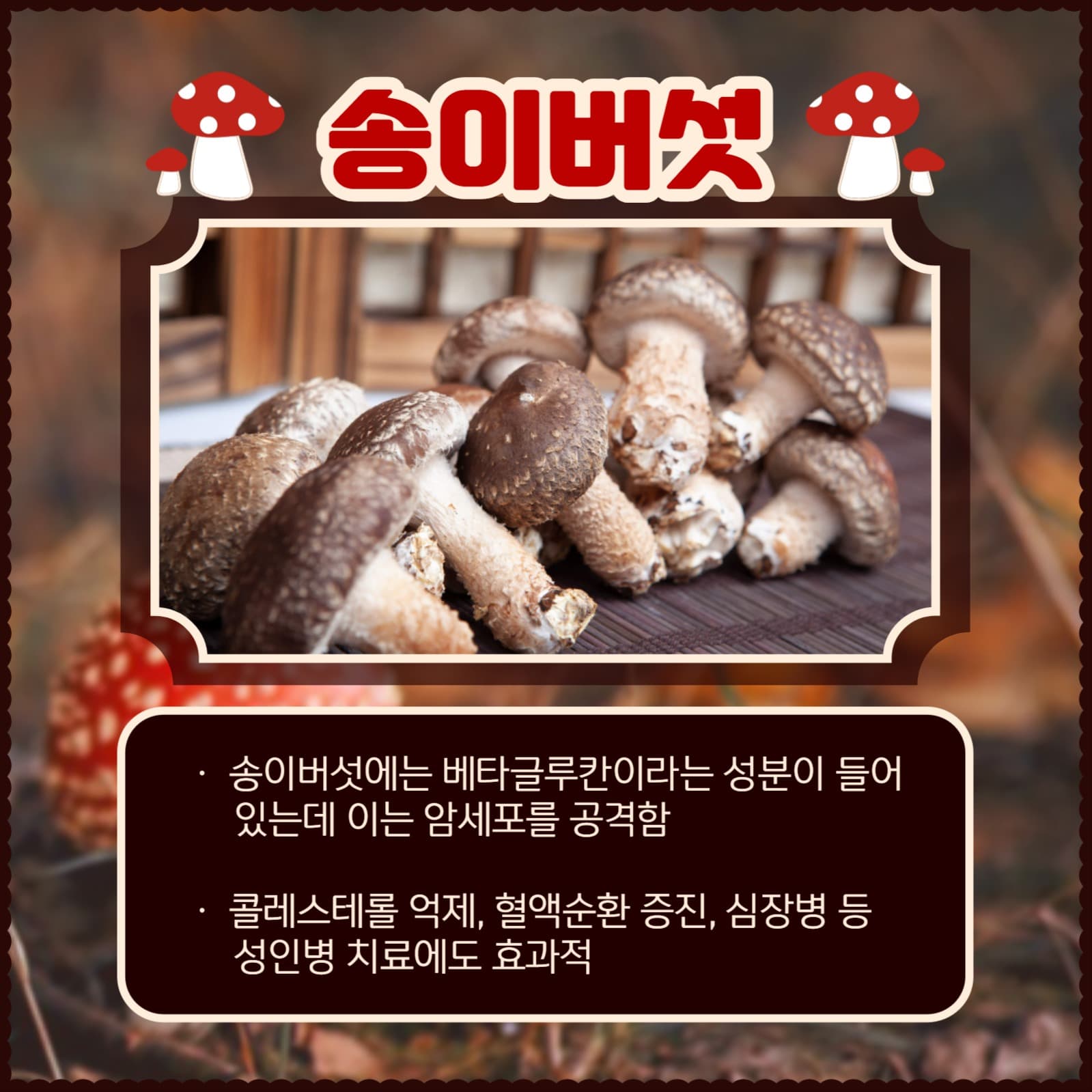 버섯의 종류와 효능 카드뉴스