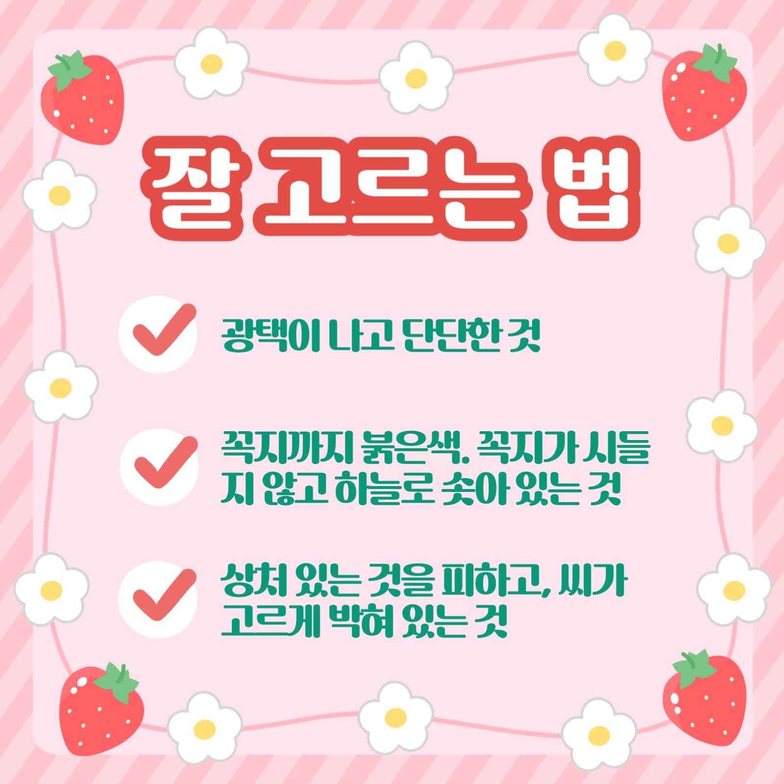 겨울 제철 과일 딸기 꿀 팁