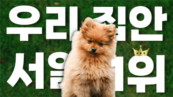 우리 집 멍멍이를 소개합니다
