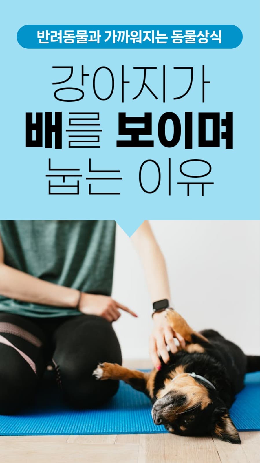 강아지가 배를 보이며 눕는 이유