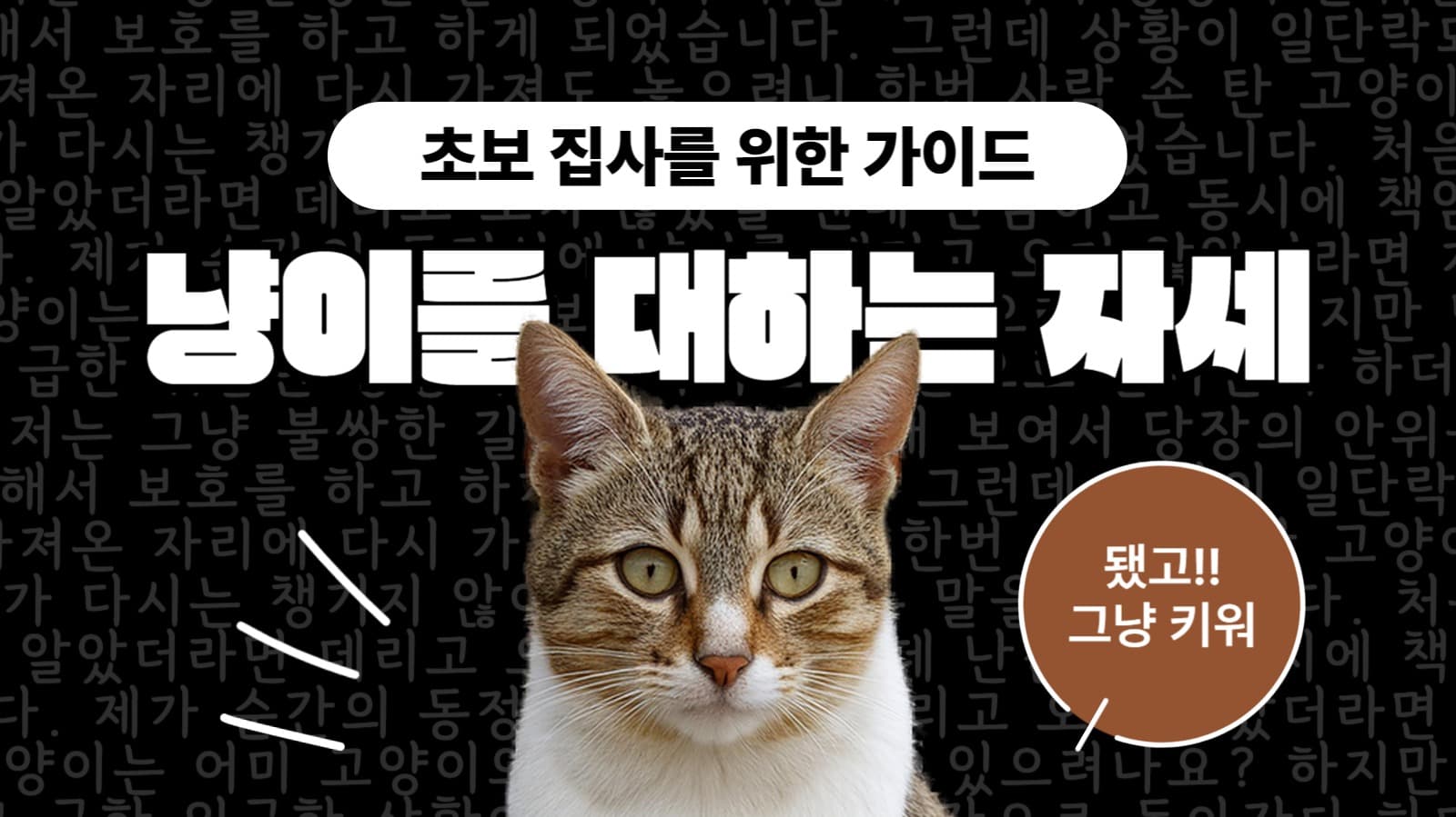고양이 초보 집사를 위한 가이드 