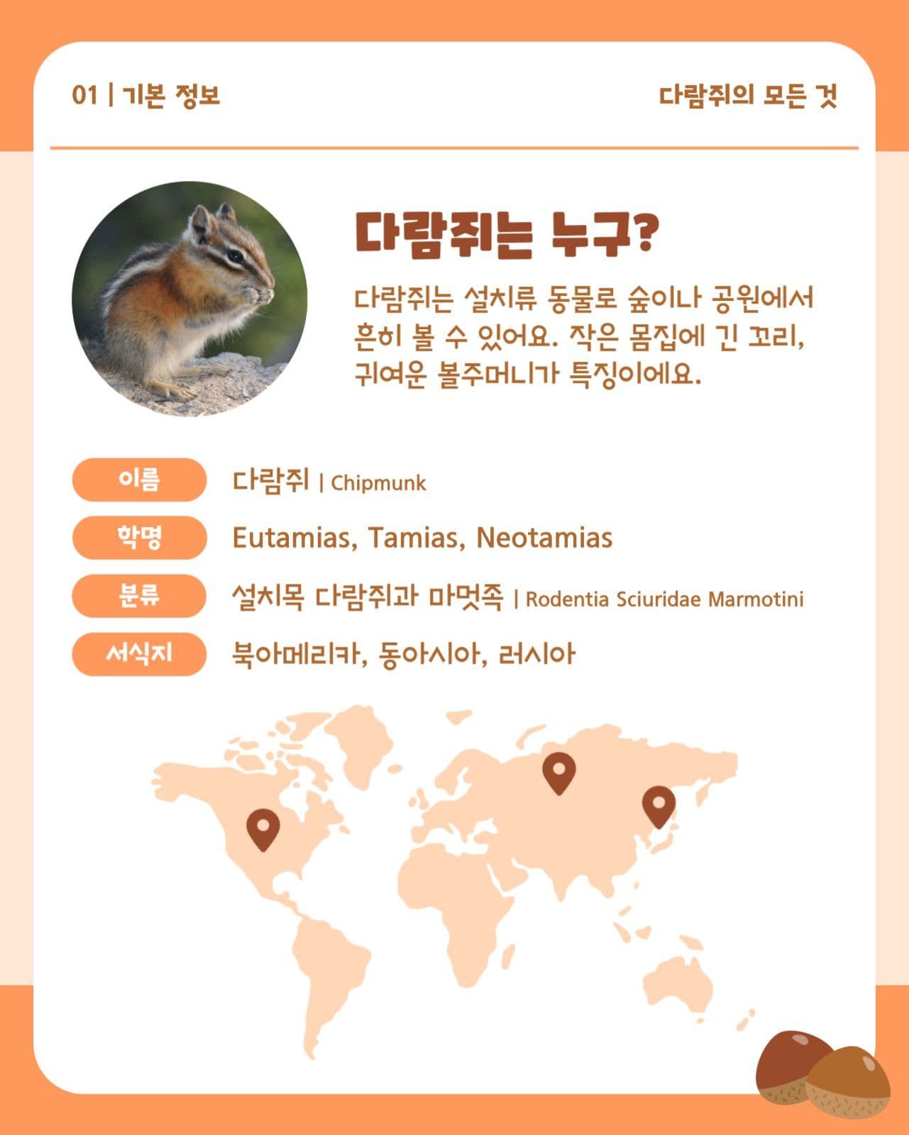 다람쥐 가을 동물 정보 카드뉴스
