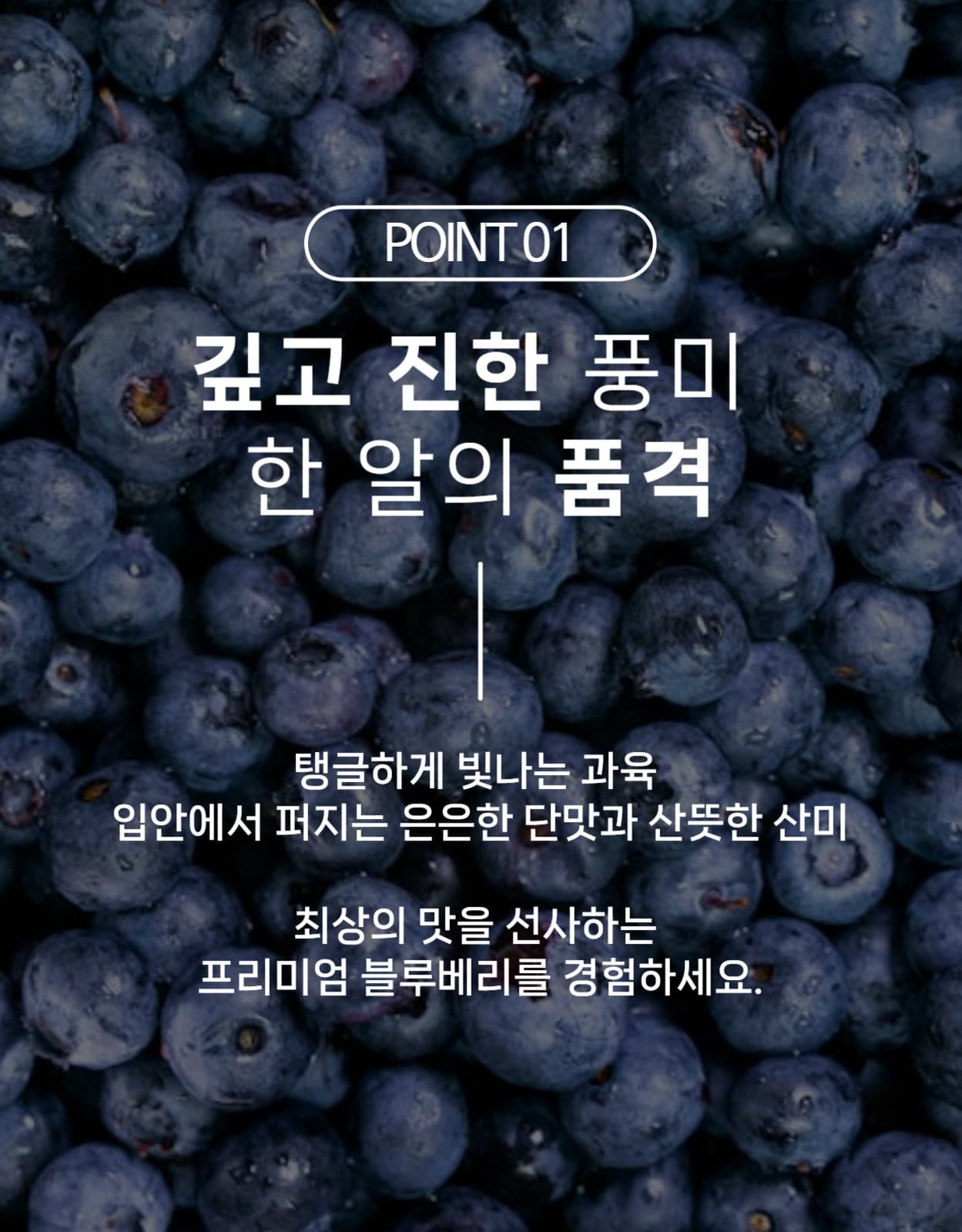 블루베리 상세페이지