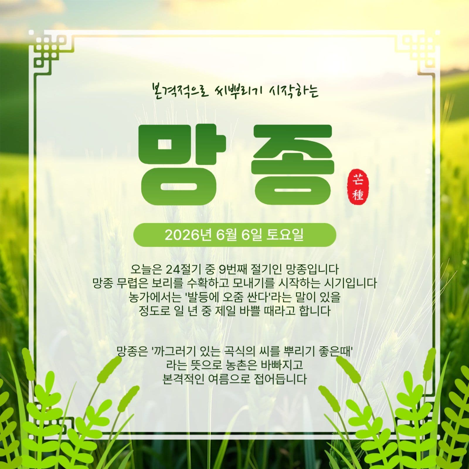 망종절기