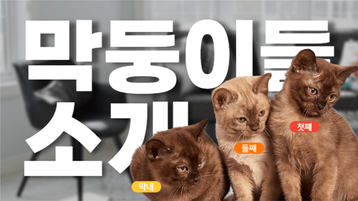 우리 집 막둥이들을 소개합니다