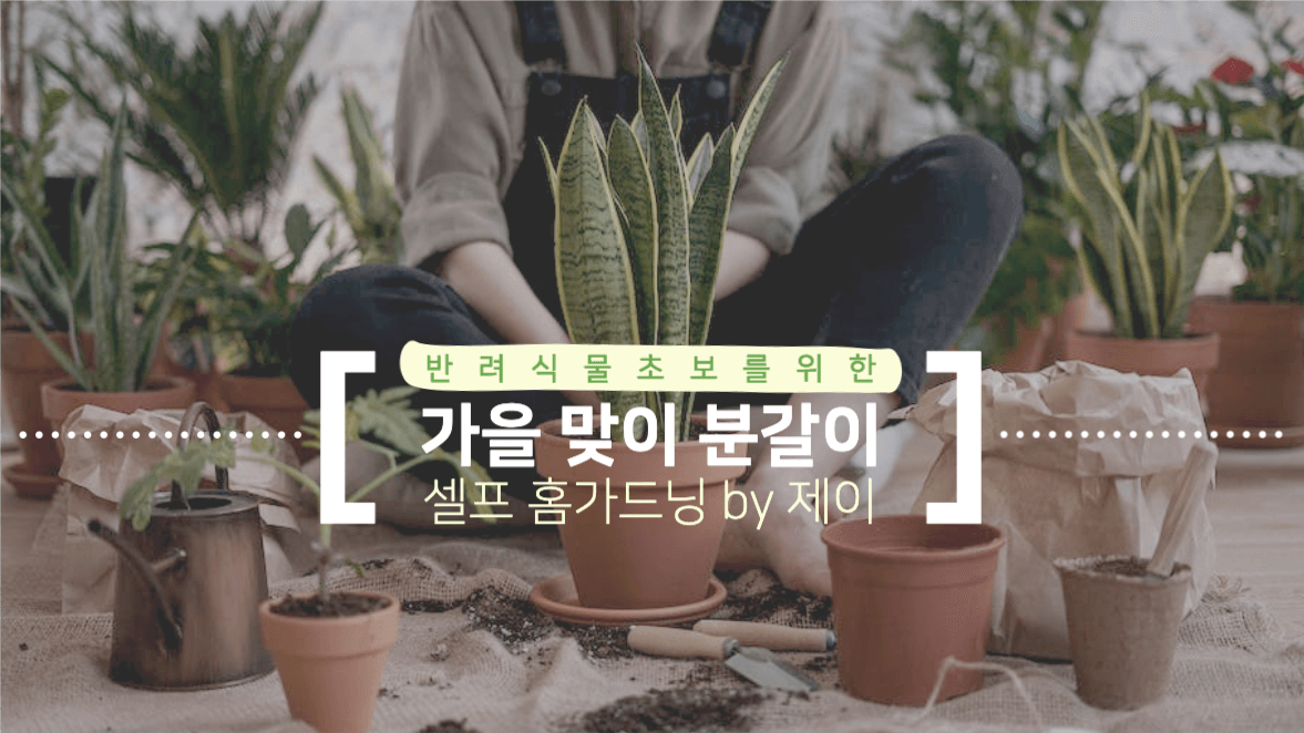 가을 맞이 분갈이 셀프 홈가드닝