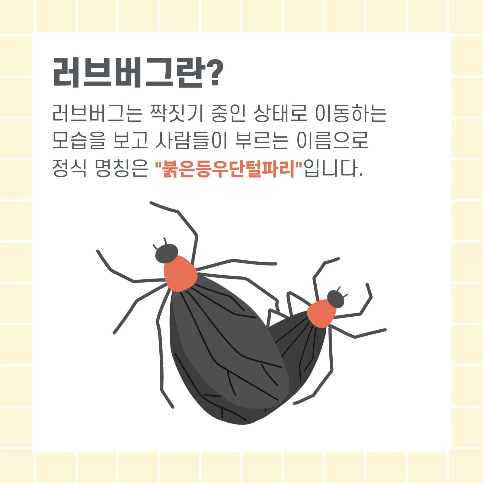 러브버그 카드뉴스