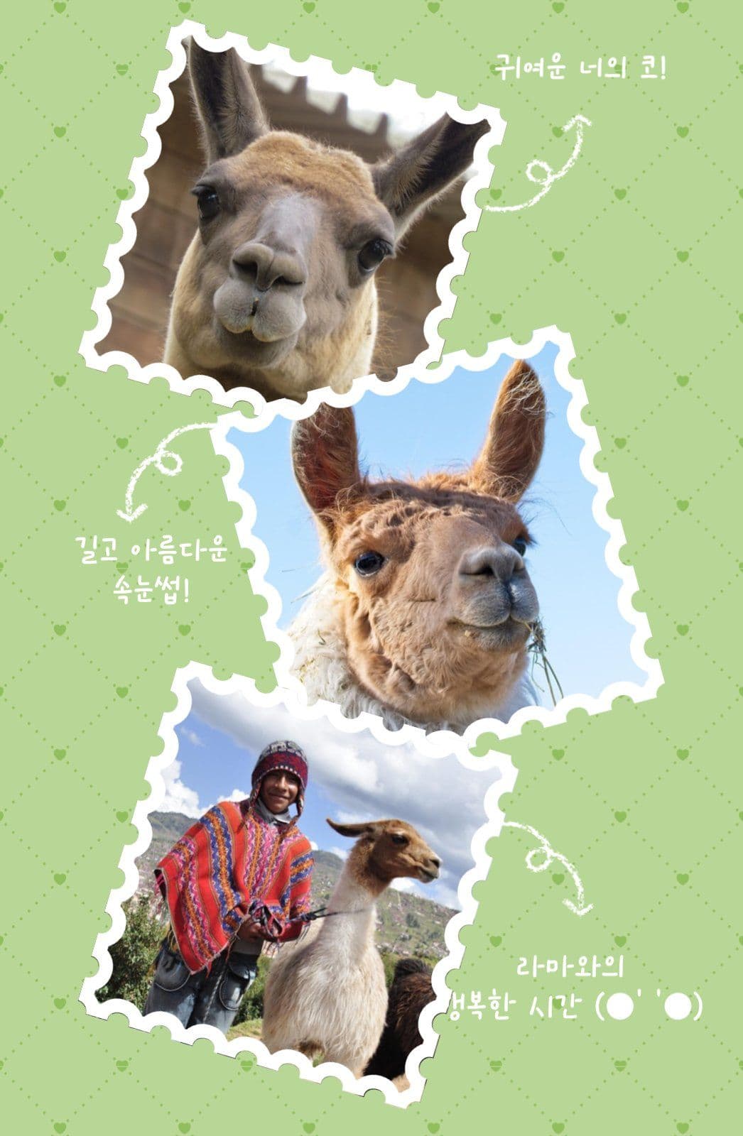 반려동물 포토카드