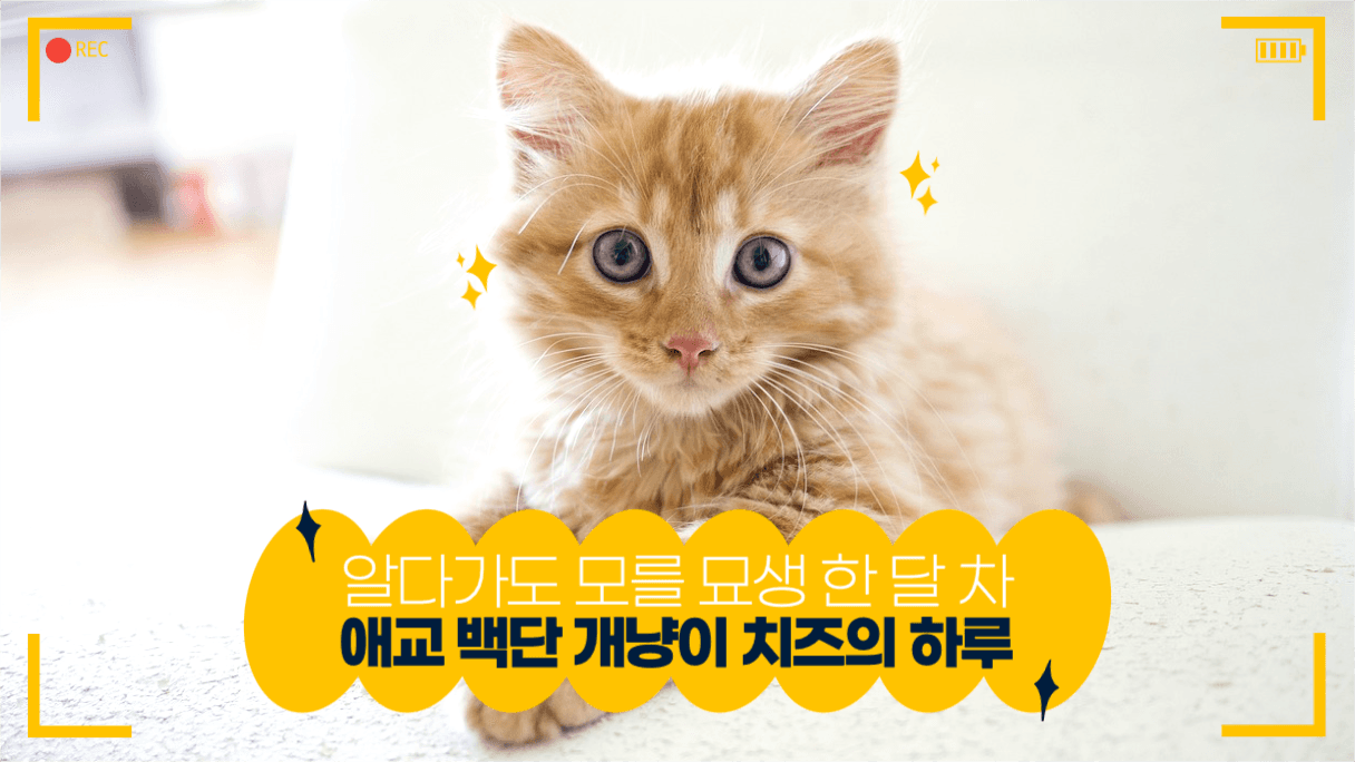 애교 백단 개냥이 치즈의 하루