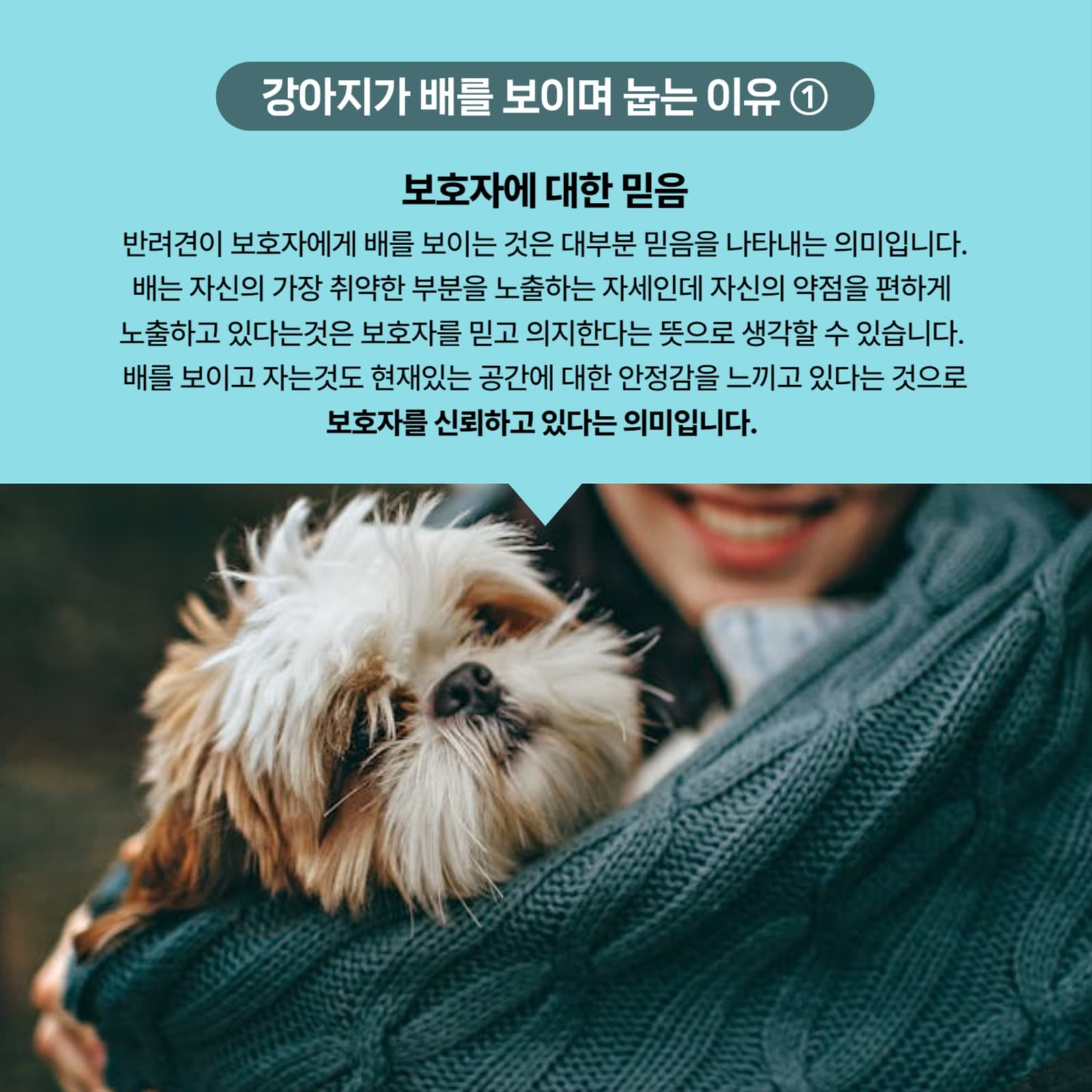 반려동물상식
