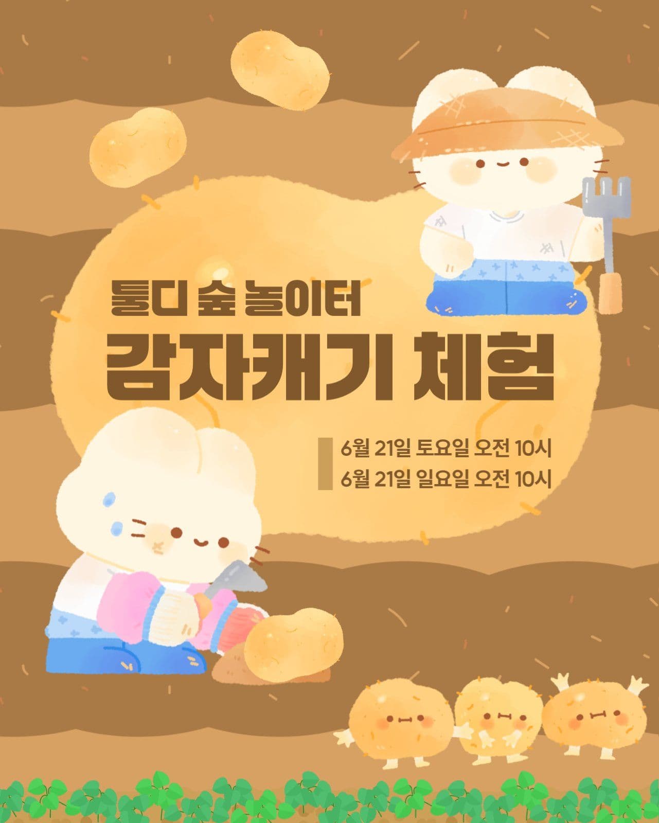 감자캐기 체험