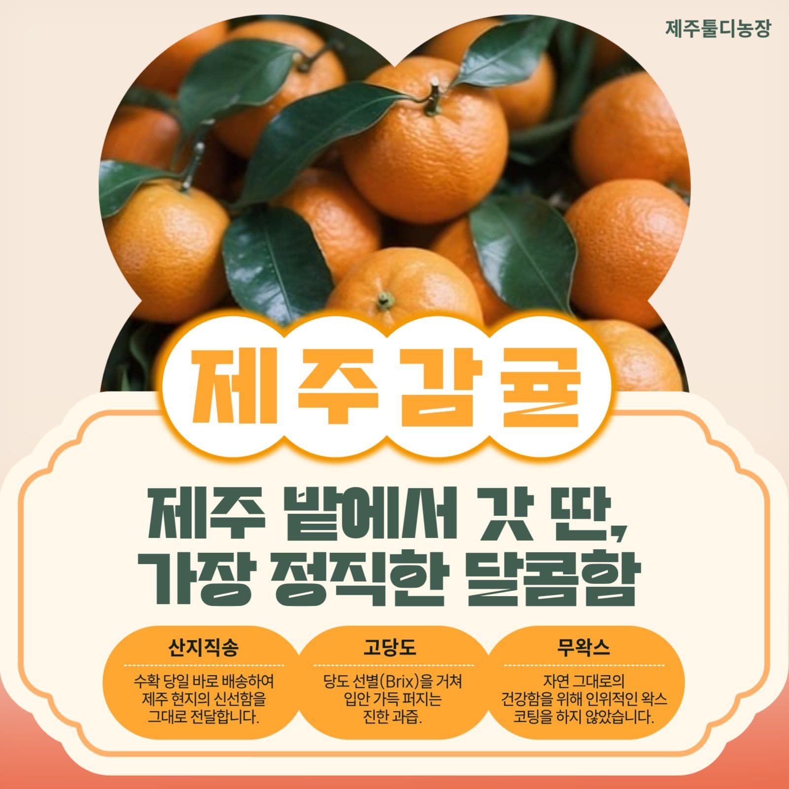제주감귤 홍보 