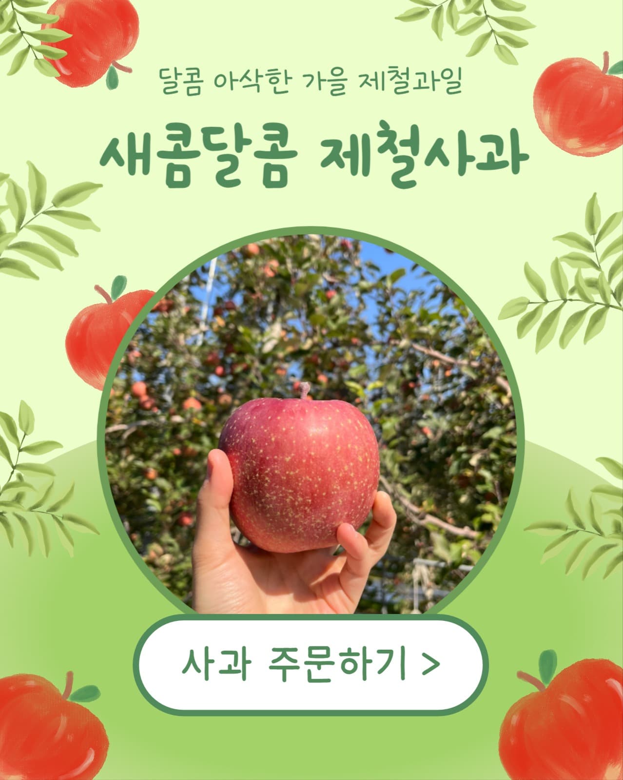 새콤달콤 제철사과 (인스타 세로)