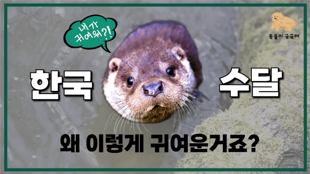 유튜브썸네일_한국수달
