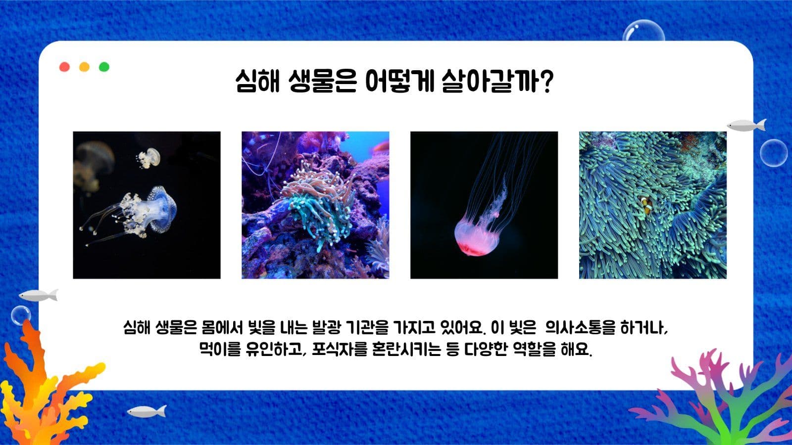 산호초 해양생물 교육자료