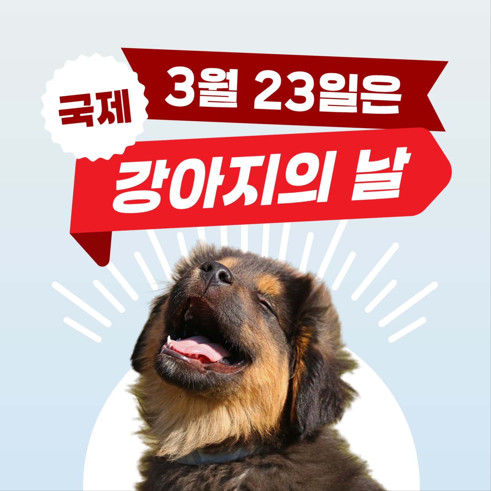 강아지의 날 인스타그램 게시물