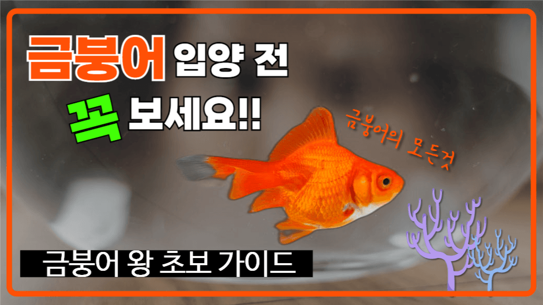 유튜브썸네일_금붕어키우기