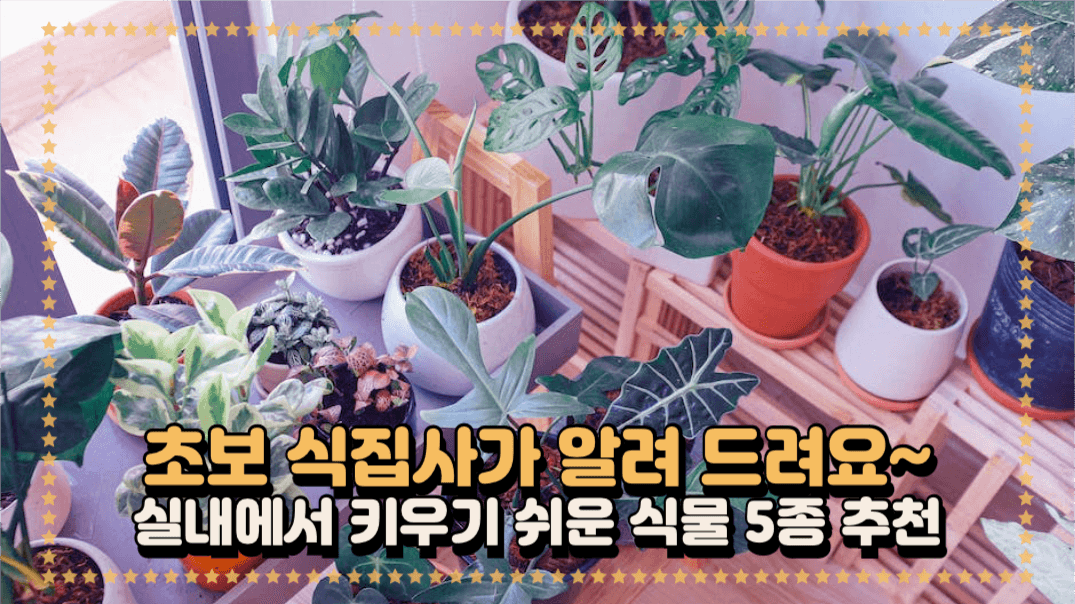 실내에서 키우기 좋은 식물 추천