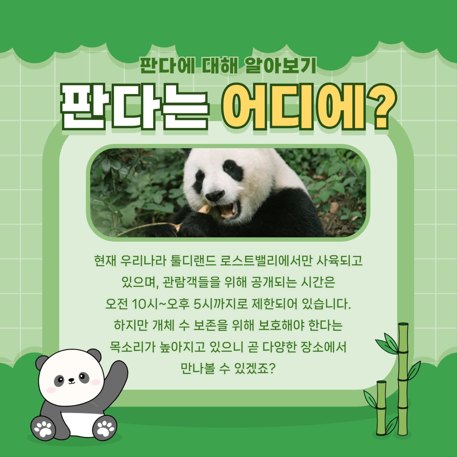 판다 템플릿