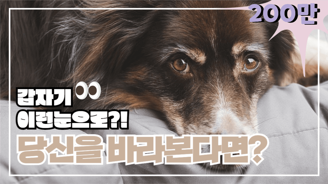반려견유튜브썸네일