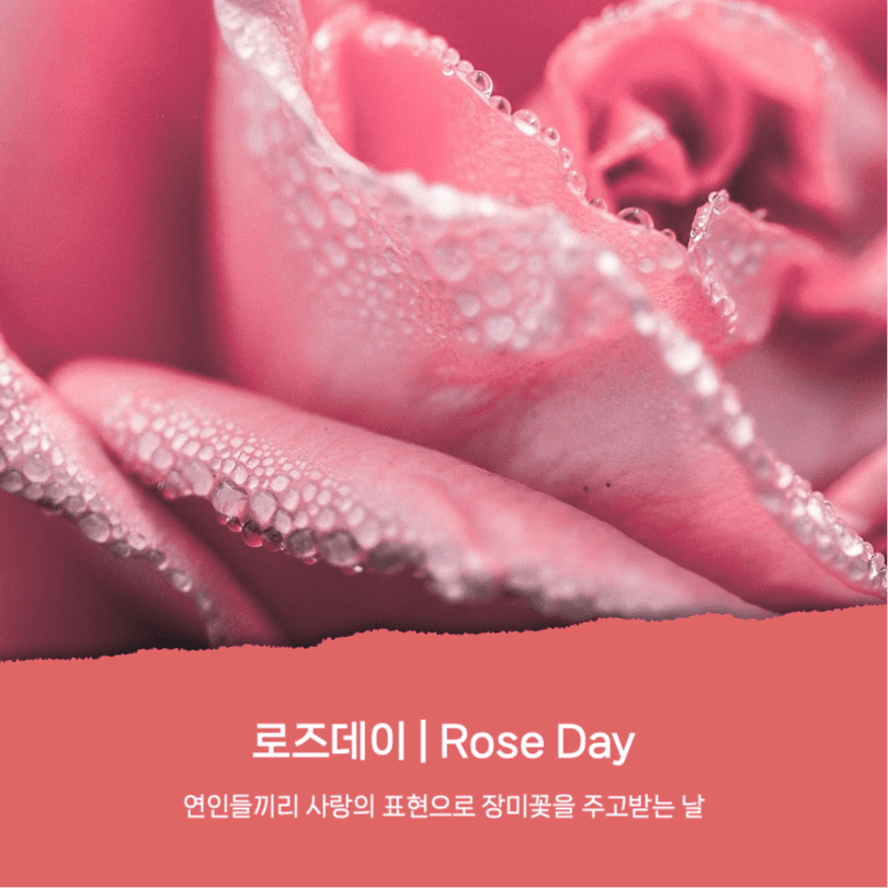 로즈데이 유래와 장미꽃 꽃말 카드뉴스