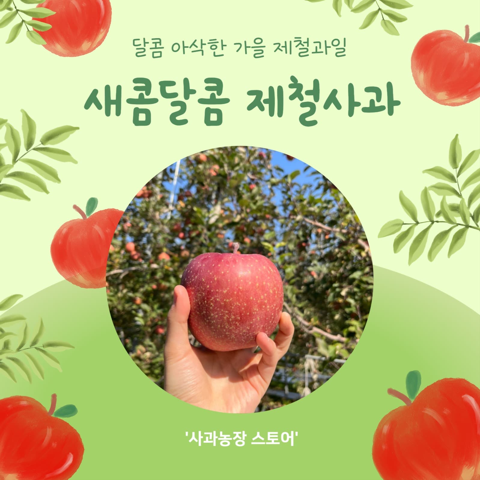 새콤달콤 제철사과 (카드뉴스)