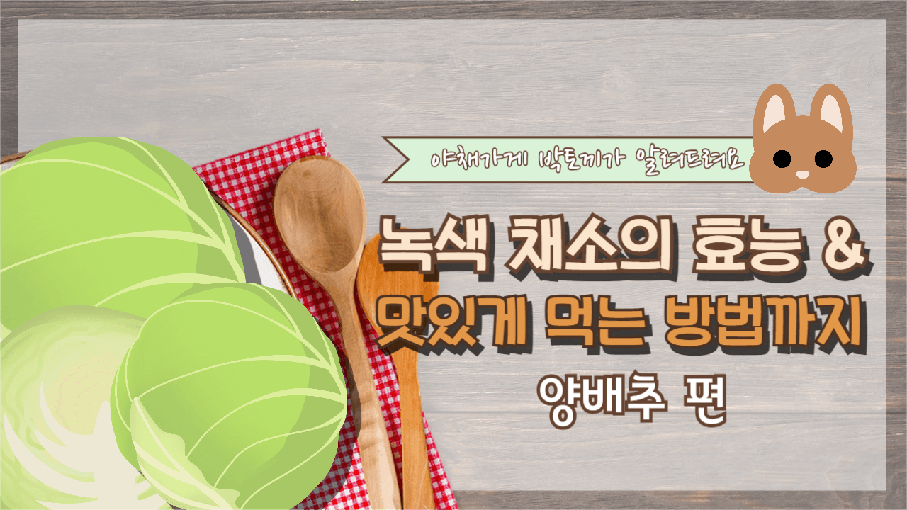 양배추의효능