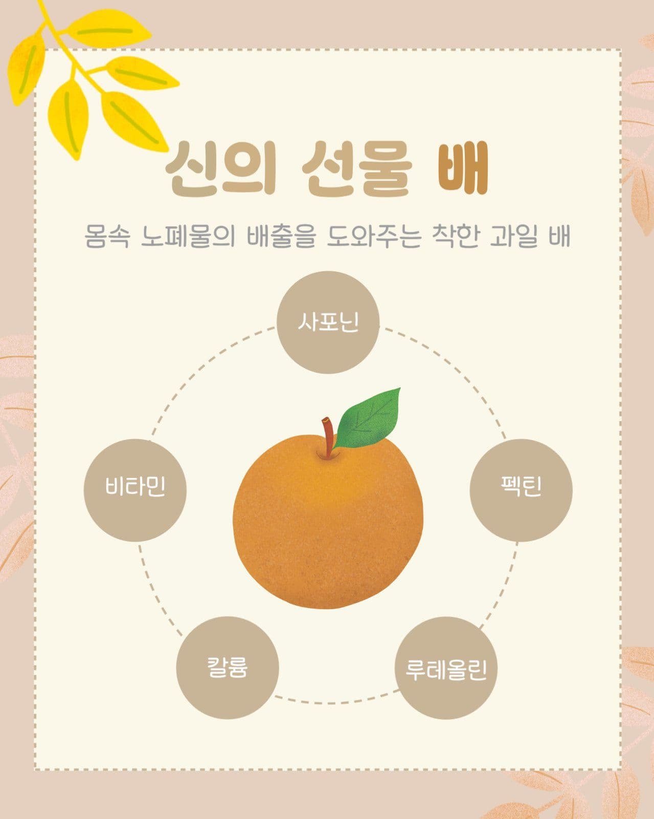 배 이야기