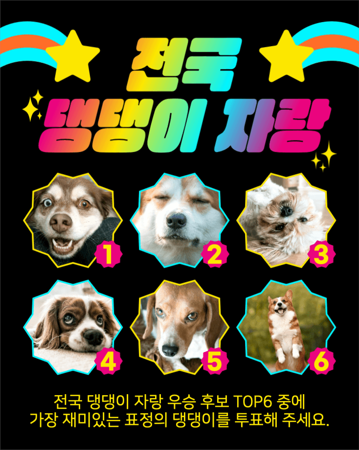 전국 댕댕이 자랑 인스타그램