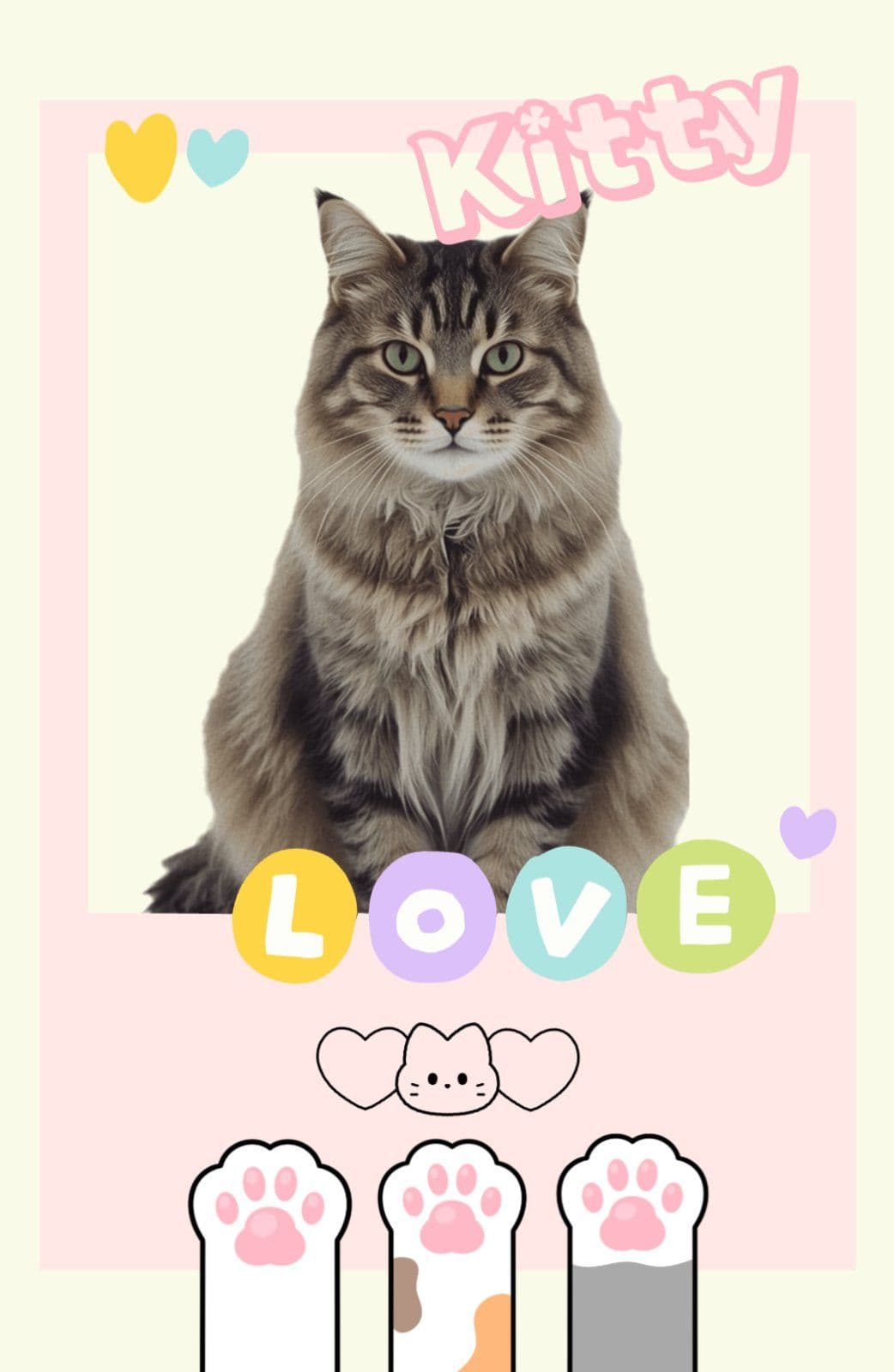 고양이 포토카드