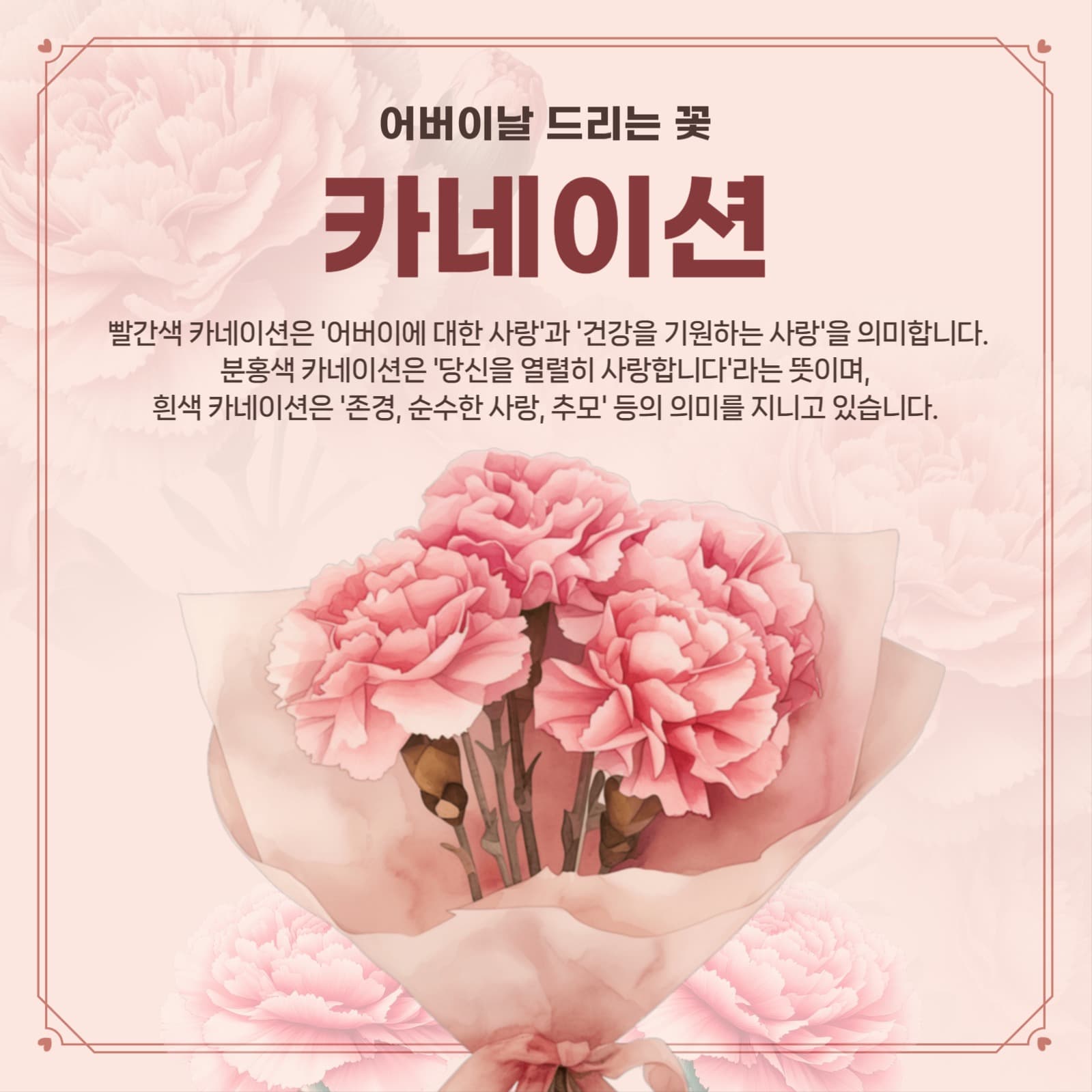 카네이션의 의미