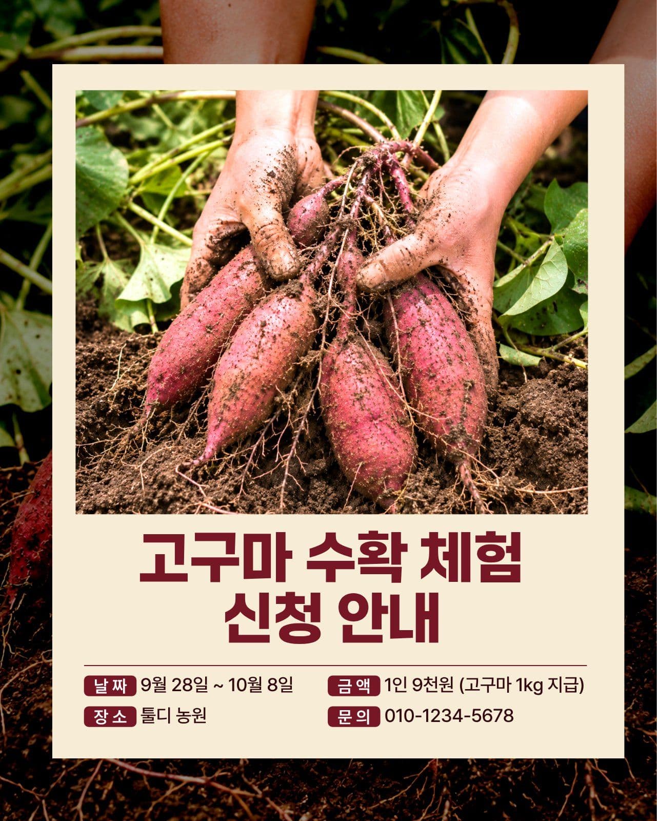 고구마 수확체험 신청안내