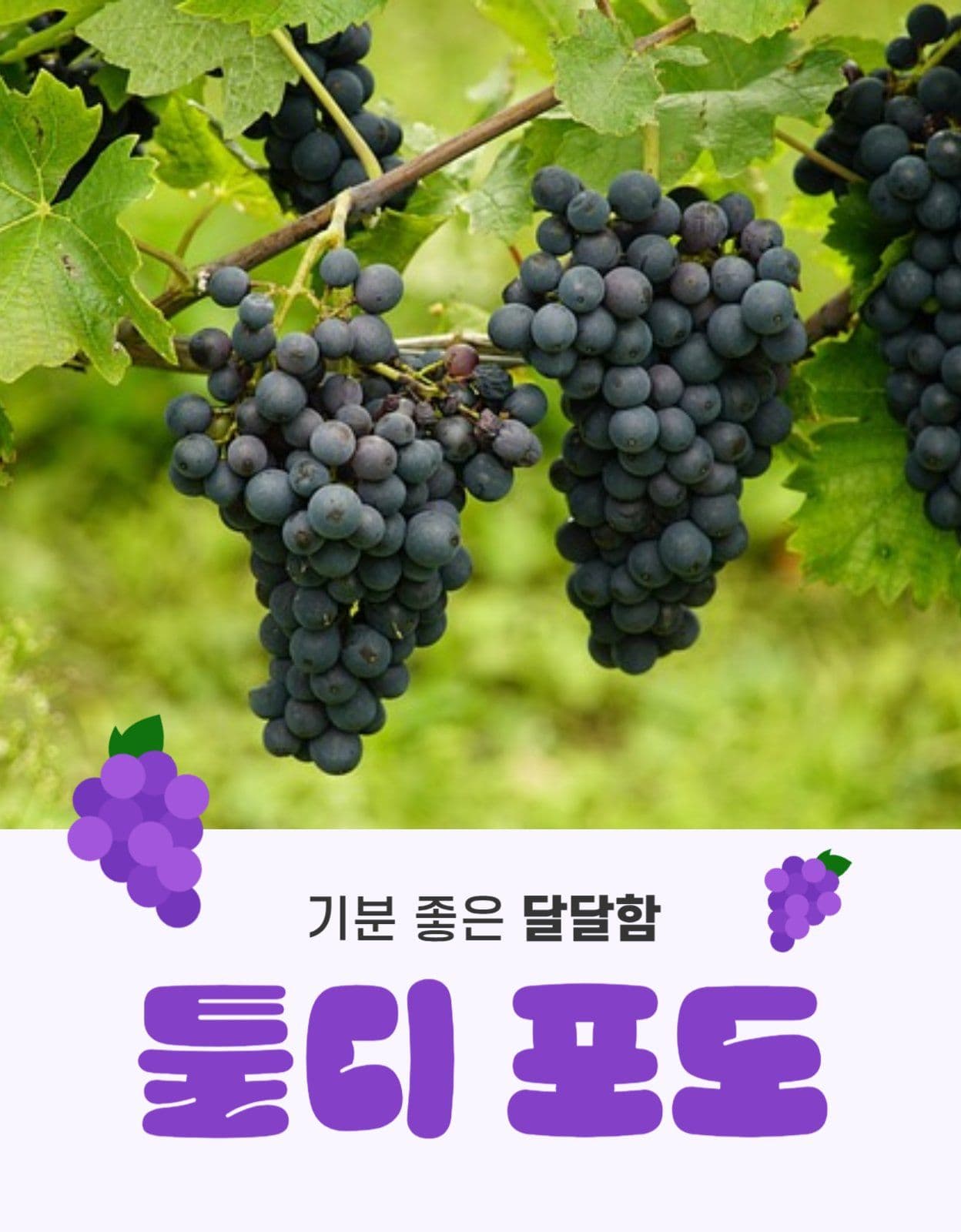 툴디 포도 상세페이지