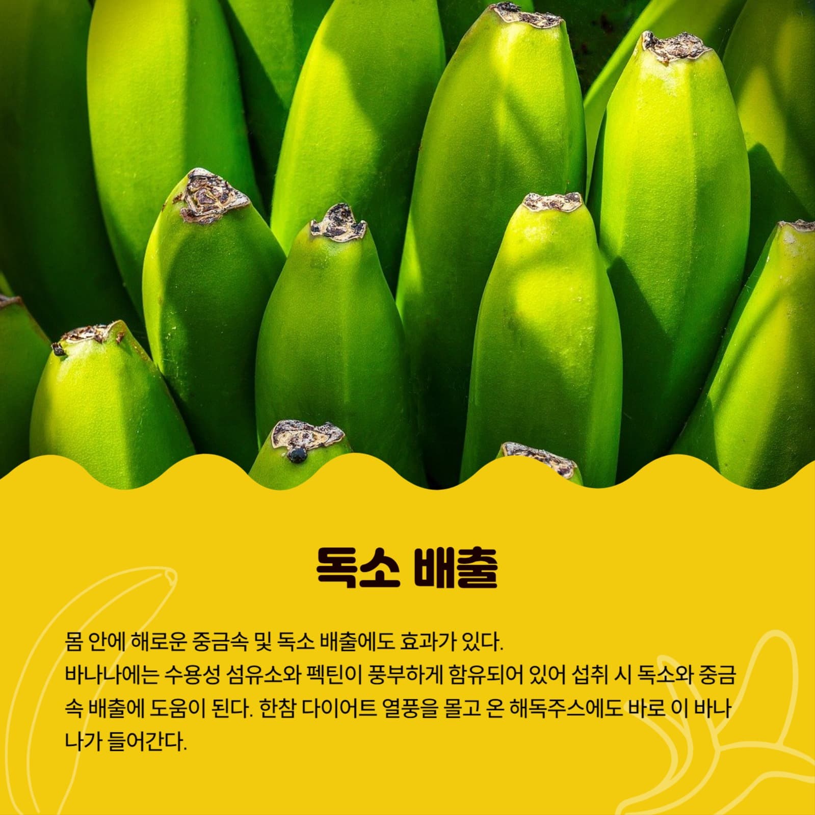 바나나를 매일 먹어야 하는 이유