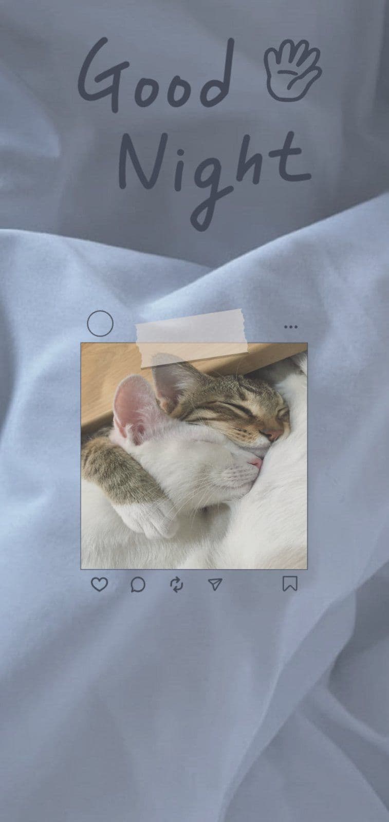 감성 포근 고양이