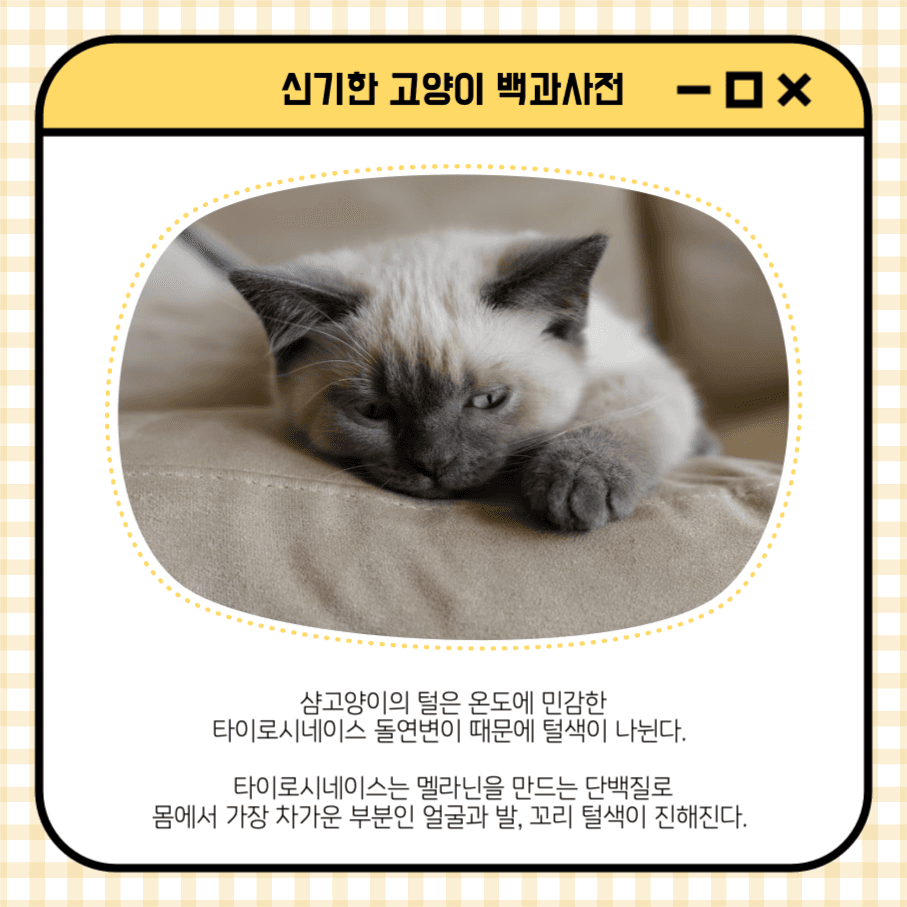 샴고양이 신기한 고양이 백과사전