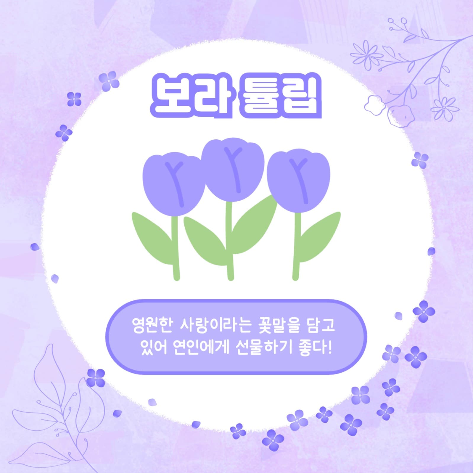보라꽃 모음집 카드뉴스