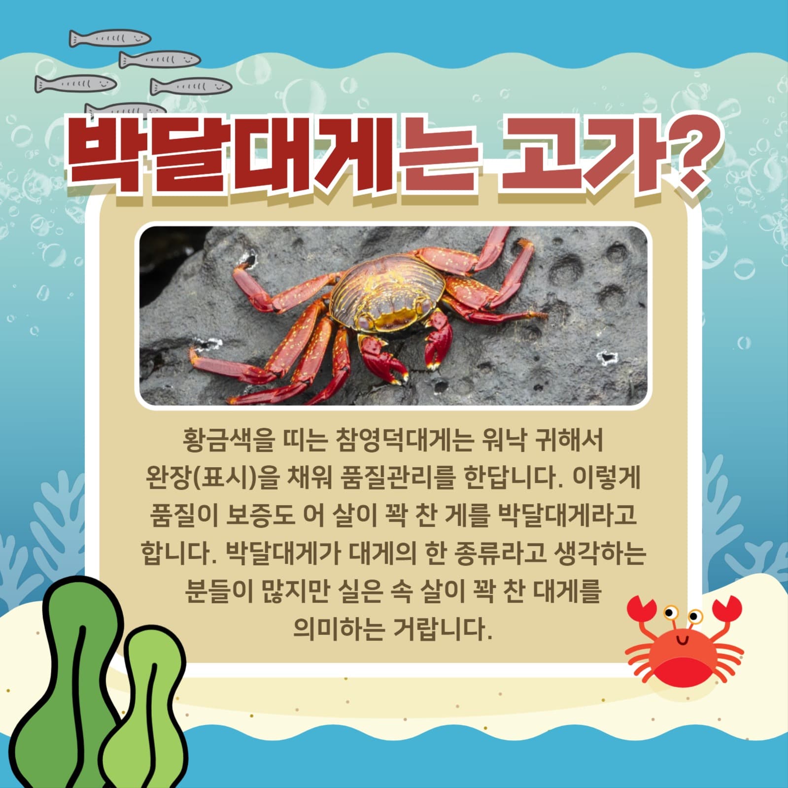 대게에 대해 알아보기
