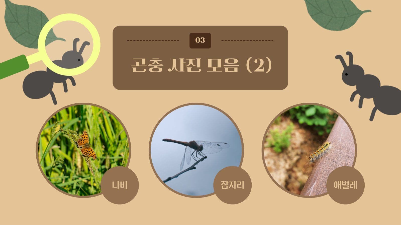 곤충 관찰 프로그램 안내 PPT