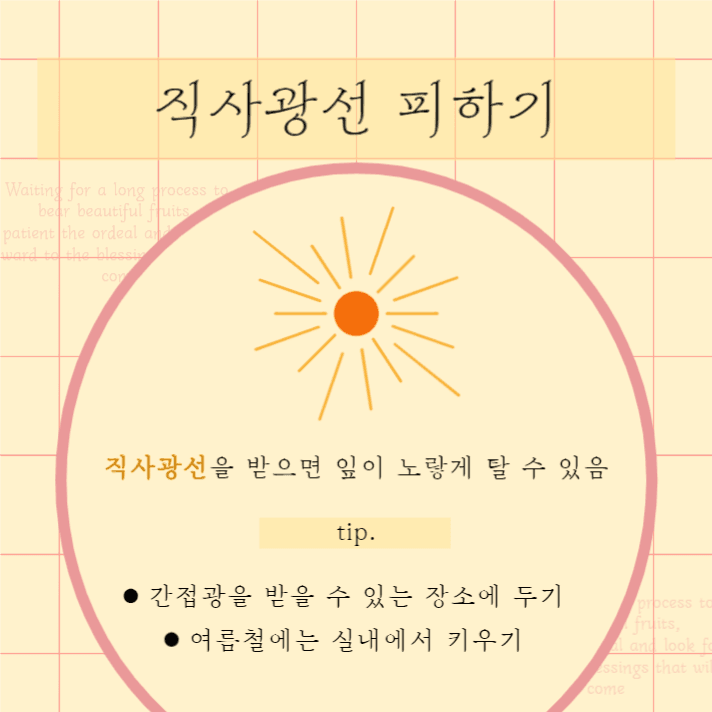 식물 키우기 리스트